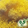 Стабилизированный мох ягель Nordic moss Желтый лимонный 0