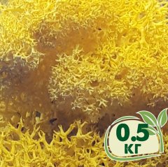 Стабилизированный мох ягель Nordic moss Желтый лимонный 0