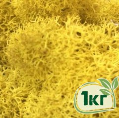 Стабилизированный мох ягель Nordic moss Желтый классический 1 кг