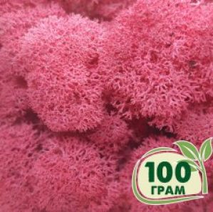 Стабилизированный мох ягель Nordic moss Цикламен 100 грамм