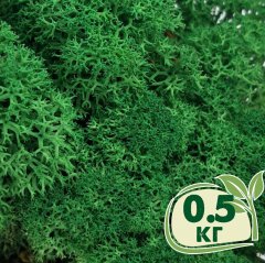 Стабилизированный мох ягель Nordic moss Зеленый травяной темный 0