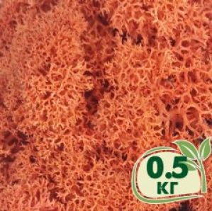 Стабилизированный мох ягель Nordic moss Сиена 0