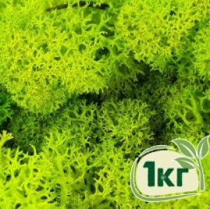 Стабилизированный мох ягель Nordic moss Зеленый весенний 1 кг