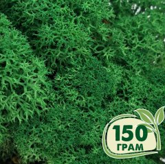 Стабилизированный мох ягель Nordic moss Зеленый травяной темный 150 грамм