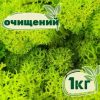 Очищенный стабилизированный мох ягель Nordic moss Зеленый весенний 1 кг
