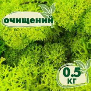 Очищенный стабилизированный мох ягель Nordic moss Зеленый весенний 0