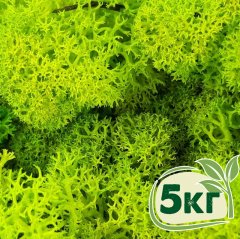 Стабилизированный мох ягель Nordic moss Зеленый весенний 5 кг