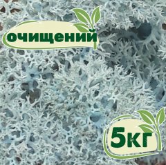 Очищенный стабилизированный мох ягель Nordic moss Ледяной голубой 5 кг