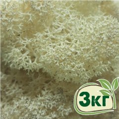 Стабилизированный мох ягель Nordic moss Натуральный белый 3 кг