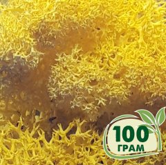 Стабилизированный мох ягель Nordic moss Желтый лимонный 100 грамм