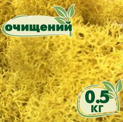 Очищенный стабилизированный мох ягель Nordic moss Желтый классический 0
