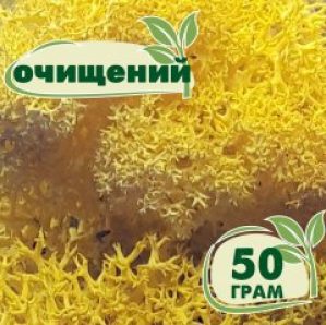 Очищенный стабилизированный мох ягель Nordic moss Желтый лимонный 50 грамм