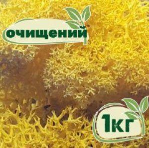Очищенный стабилизированный мох ягель Nordic moss Желтый лимонный 1 кг
