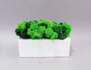 Мох ягель деревянном кашпо ручной работы 20 см