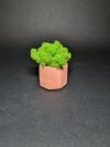 Мини кашпо с мхом. Салатовый мох в розовом кашпо