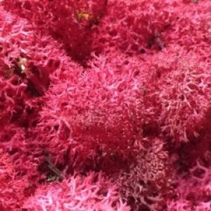 Стабилизированный мох ягель Nordik moss Цикламен 50 грамм