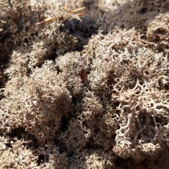 Стабилизированный мох ягель Nordik moss Коричневый 1 кг