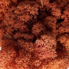 Стабилизированный мох ягель Nordik moss Сиена 50 грамм