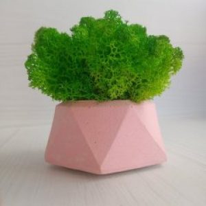 Кашпо Розовый Алмаз со мхом цвета Трава