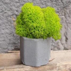 Кашпо Бочка со мхом весеннего цвета