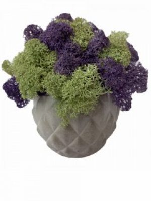 Кашпо из бетона Stone Product Cone с мятным и фиолетовым мхом 72 х 63 мм Светло-лиловый