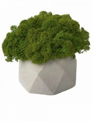 Кашпо из бетона Stone Product Okto с салатовым мхом 110 х 67 мм Белое