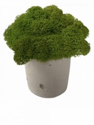 Кашпо из бетона Stone Product Cylinder с салатовым мхом 55 х 55 мм Белое