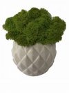 Кашпо из бетона Stone Product Cone с салатовым мхом 72 х 63 мм Белое