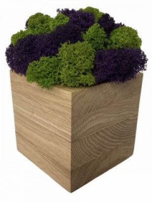 Кашпо из дерева Stone Product Куб с фиолетовым и салатовым мхом 88 х 88 мм Коричневое