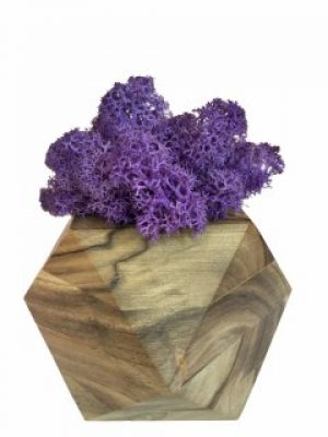 Стабилизированный мох вазон Reindeer Moss b/093/01/700/9 фиолетовый коричневый
