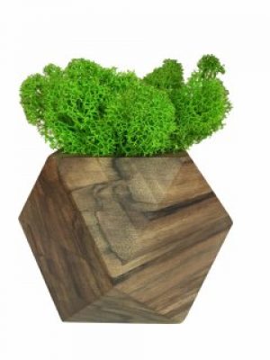 Стабилизированный мох вазон Reindeer Moss b/093/01/700/9 светло-зеленый коричневый