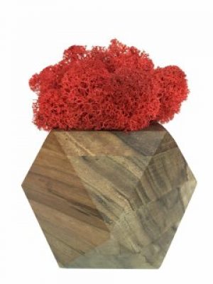Стабилизированный мох вазон Reindeer Moss b/093/01/700/9 красный коричневый