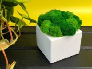 Деревянный кашпо куб Vstavai Sonce со стабилизированным мхом 9х9х7 см