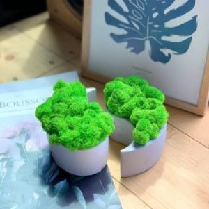 Кашпо со стабилизированным мхом Woodhouse Yin Yang декор для дома офиса