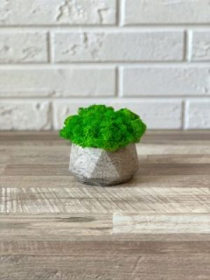 Кашпо со стабилизированным мхом Woodhouse Forest rock декор для дома офиса