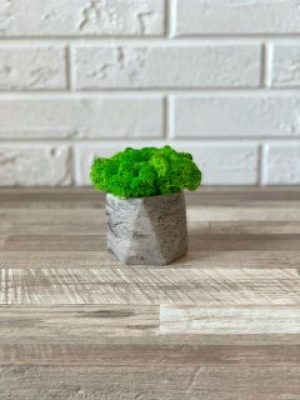 Кашпо со стабилизированным мхом Woodhouse Urban Rock декор для дома офиса