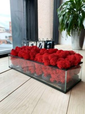 Кашпо со стабилизированным мхом Woodhouse Mossarium декор для дома офиса