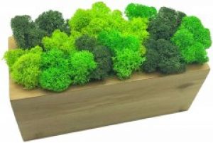 Стабилизированный мох SO Green Соу Грин в горшке из дерева 20 × 8 см (003)