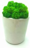 Стабилизированный мох SO Green Соу Грин в горшке из гипса (001)