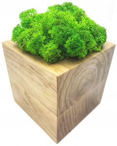 Стабилизированный мох SO Green Соу Грин в горшке из дерева 8 × 8 см (002)