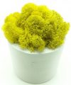 Стабилизированный мох SO Green Соу Грин желтый в горшке из гипса (00161)