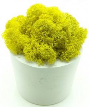 Стабилизированный мох SO Green Соу Грин желтый в горшке из гипса (00161)
