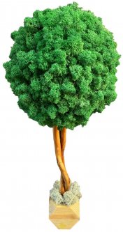 Дерево из стабилизированного мха SO Green в деревянном горшке темно-зеленое 35 см (006378)