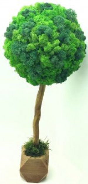 Дерево из стабилизированного мха SO Green в деревянном горшке двухцветное 50 см (00650)
