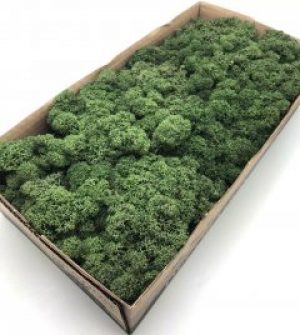 Стабилизированный мох SO Green Соу Грин болотный 0
