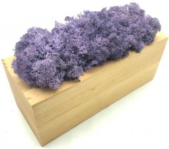 Стабилизированный мох SO Green Соу Грин фиолетовый в деревянном горшке 20×8 см (00367)
