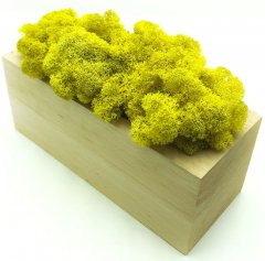 Стабилизированный мох SO Green Соу Грин желтый в деревянном горшке 20×8 см (00361)