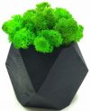 Стабилизированный мох SO Green Соу Грин зеленый деревянный черный шестигранный горшок 8×8см (002212)