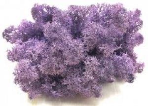 Стабилизированный мох SO Green Соу Грин фиолетовый 0