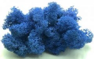 Стабилизированный мох SO Green Соу Грин синий 0